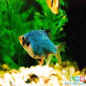 Аквариумная рыбка Барбус Мутант (Зелёный) Pet.net.ua Купить аквариумную рыбку